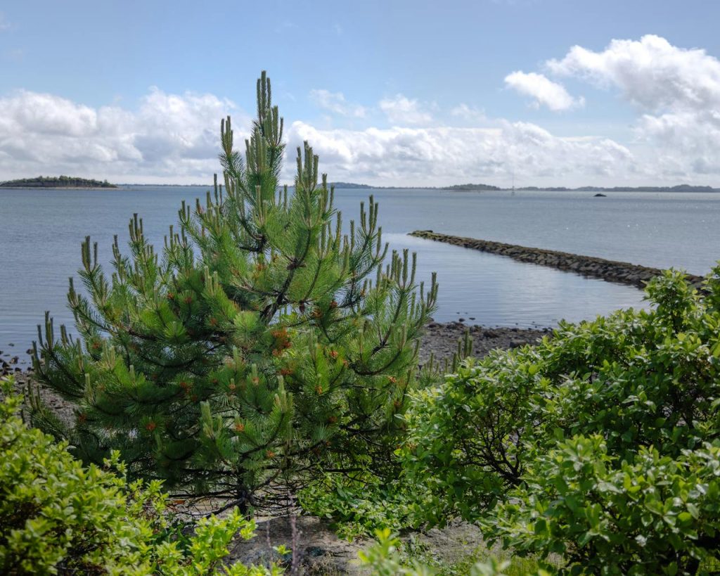 scenic-quincy-coastline-with-evergreen-pine-trees-32385426
